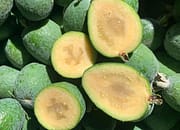manfaat jambu nanas
